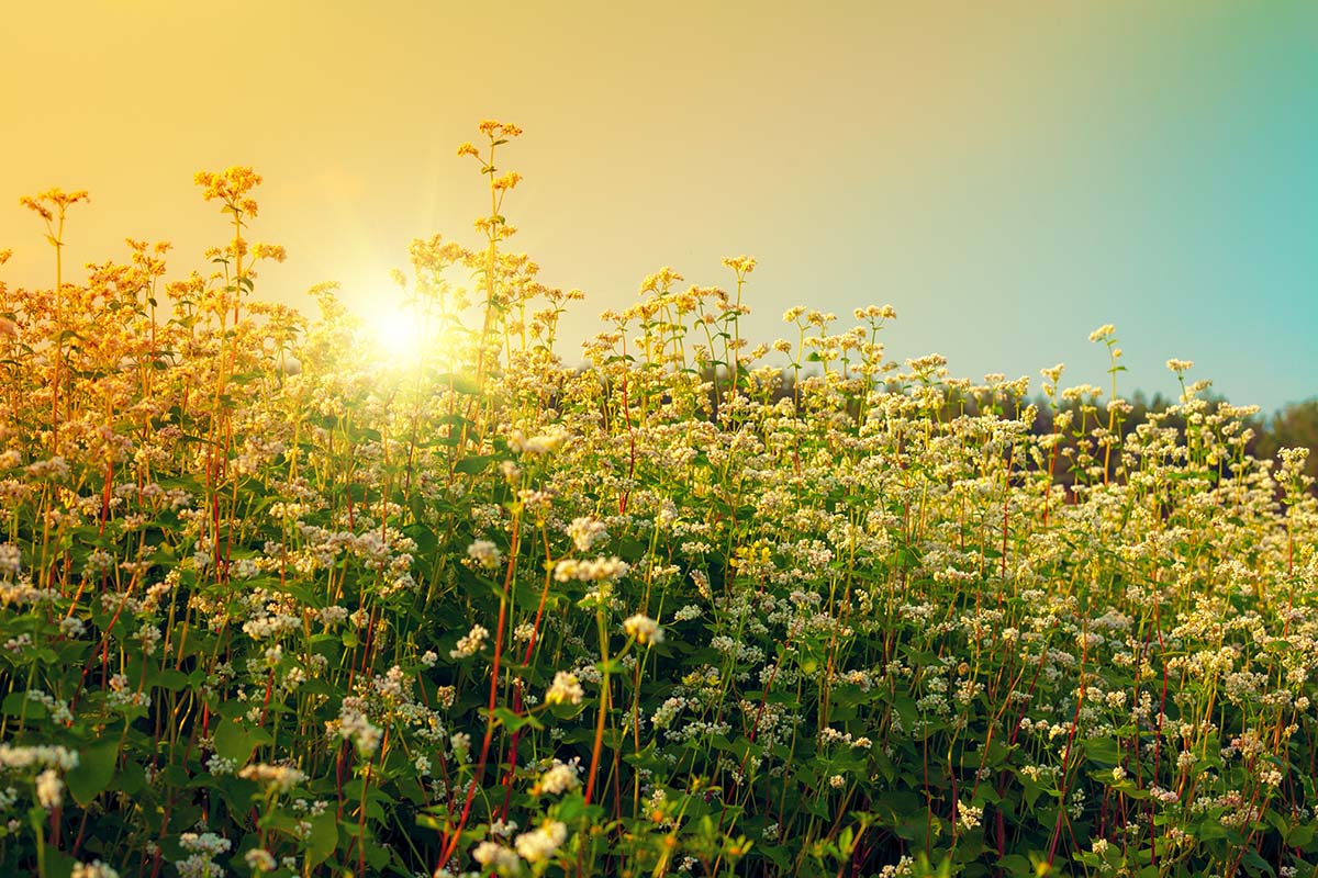 buckwheat soil benefits, buckwheat on a regenerative farm