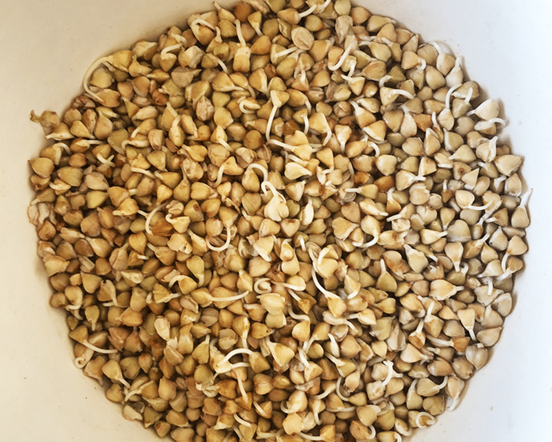 how to sprout buckwheat, why we use sprouted buckwheat
