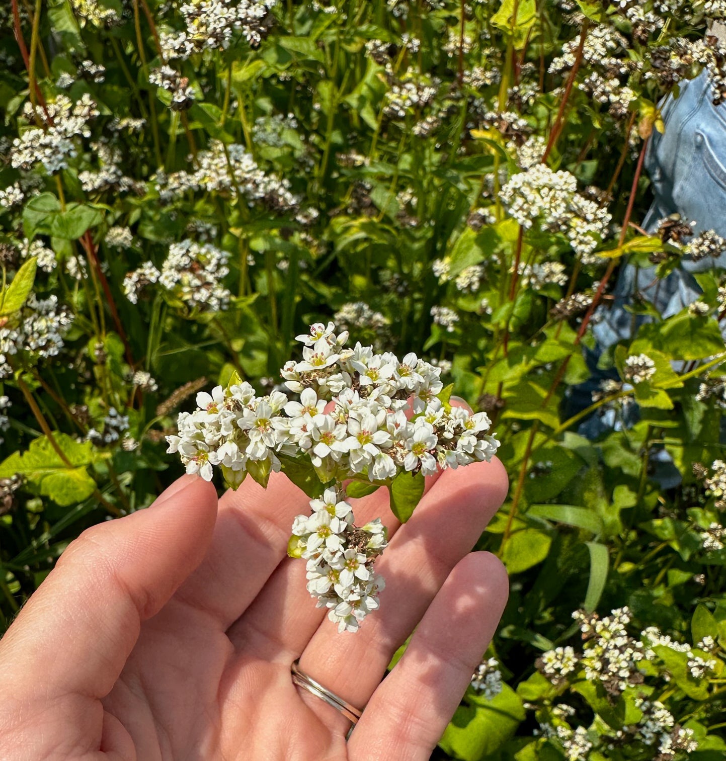Close-up of hand holding buckwheat flowers showcasing small white blossoms with green field background