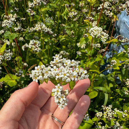 What is Buckwheat? A Fruit Seed and Nutrient Powerhouse